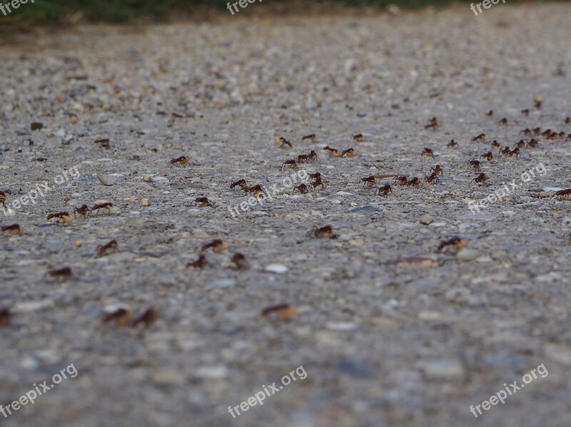 Ants Hike Change Of Location Transport Nature