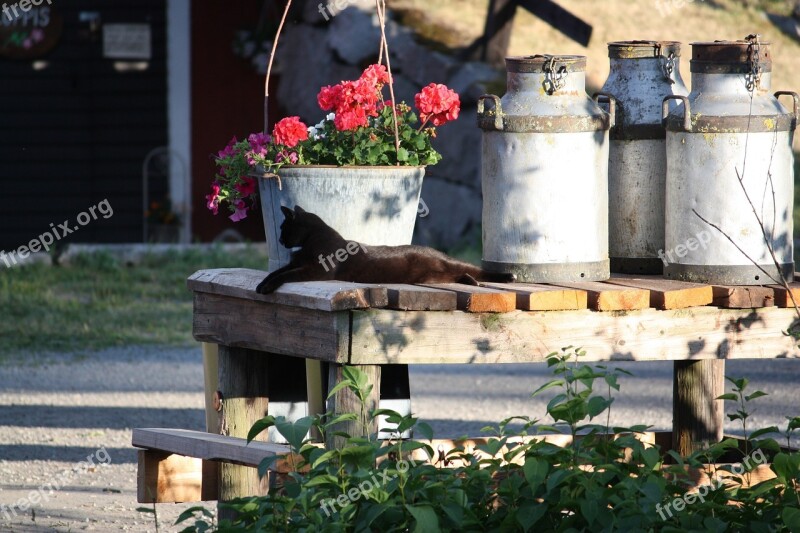 Mjölktunnor Mjölkpall Farm Cat Sweden