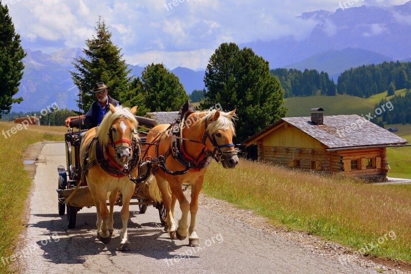 Horse Carrozza Animals Road Dolomites