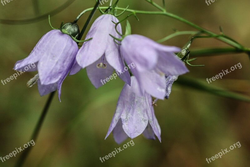 Bluebell Wild Flower Flower Summer Flower Nature