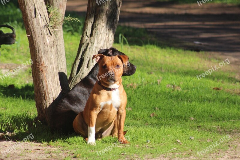 Staffy Staffordshire Bullterrier Bullterrier Dog Staffie