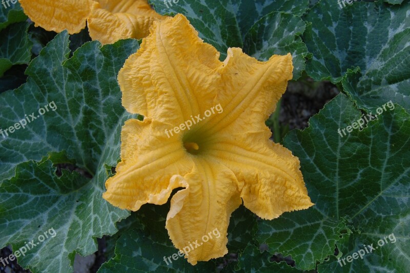 Pumpkin Flower Vegetables Greens Fruits And Vegetables Green