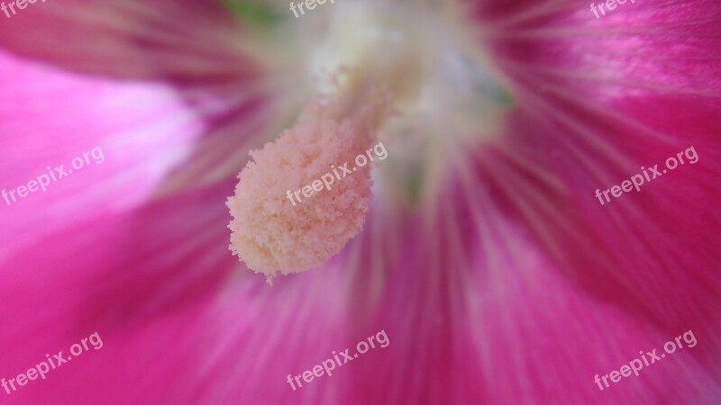 Macro Pistil Flower Nature Petal