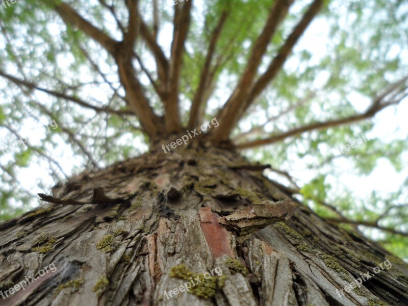 Tree Pretty Green Nature Young