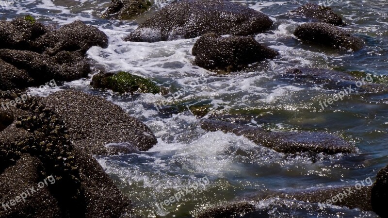 Tide Pool Ocean Pacific Ocean Ventura Mollusks