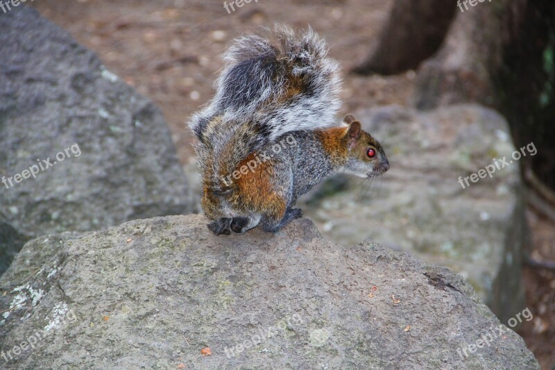 Squirrel Hunting Green Mount Plateau