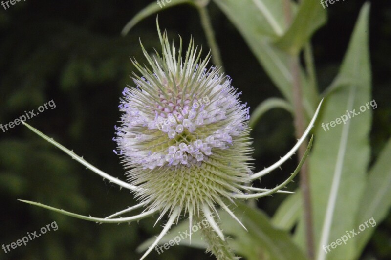 Wild Teasel Dipsacus Fulonum Flower Thistle Sting