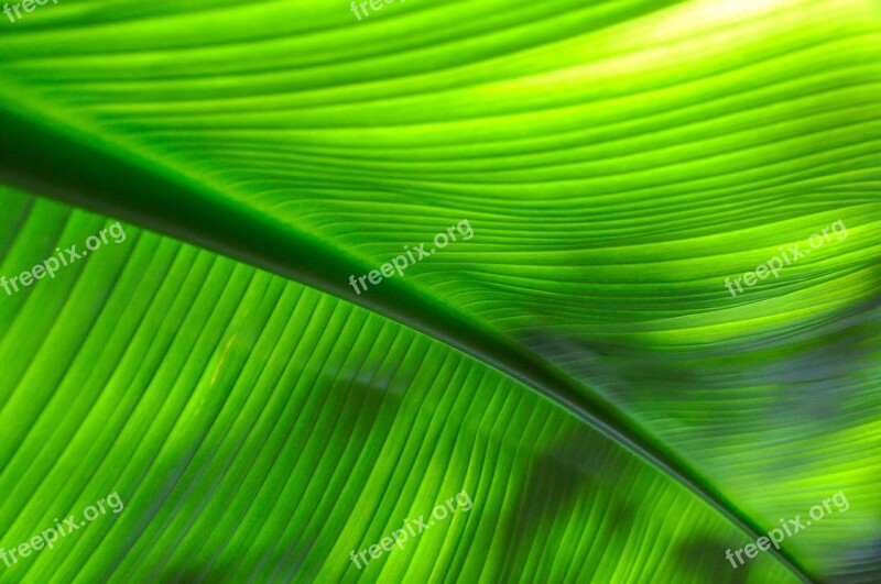 Tropical Green Leaf Plant Leaves