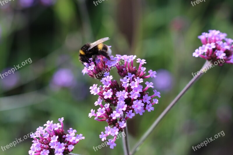 Bumble Bee Bee Verbena Flower Lilac