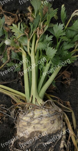 Celery Root Celery Tuber Celeriac Root Celery