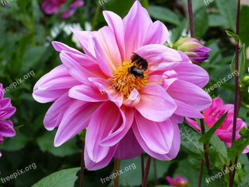 Dahlia Flower Pink Bee Greenery