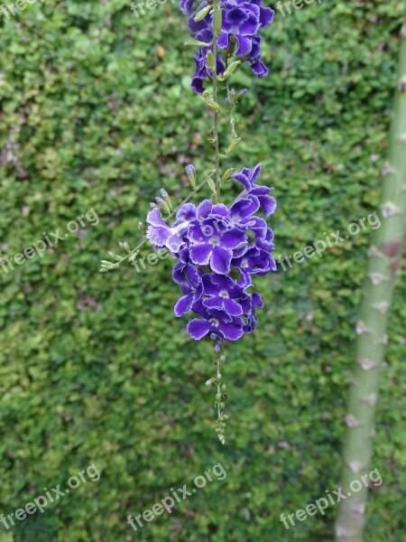 Flowers Nature Plants Garden Flora