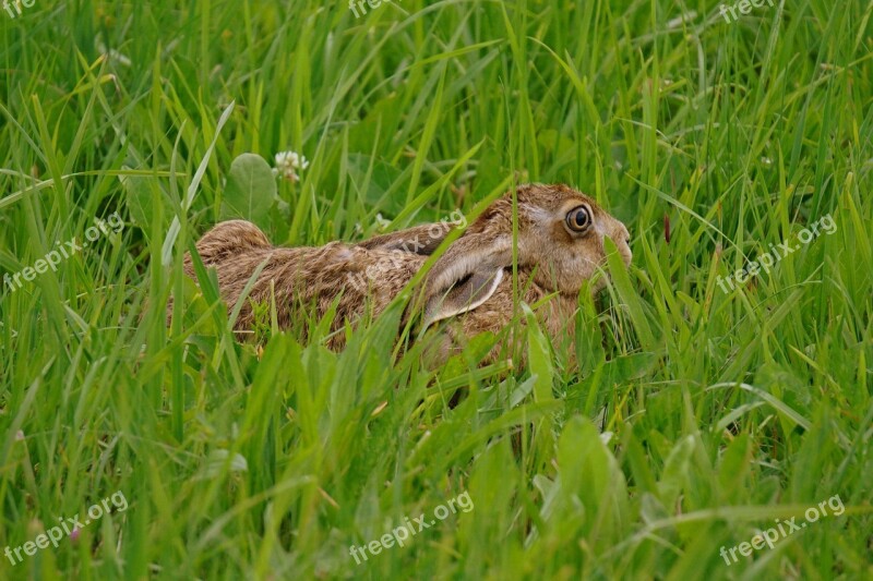 Hare Meadow Nature Nature Recording Free Photos