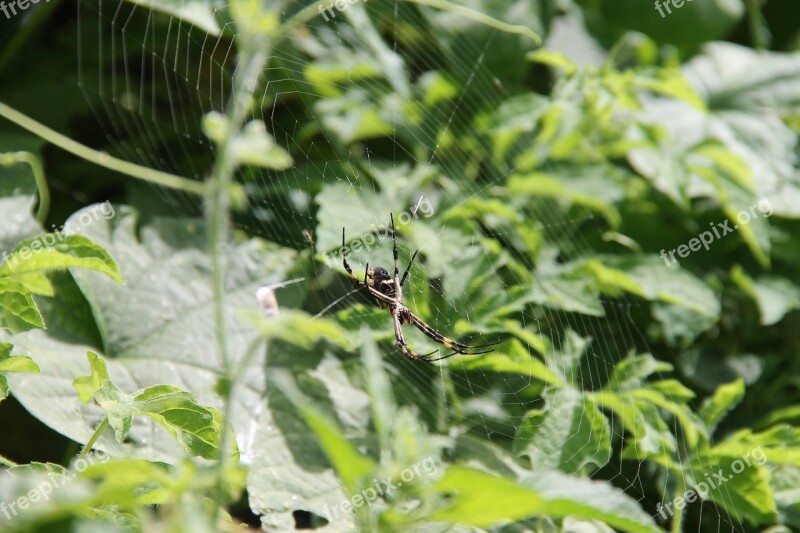 Spider Wild Mato Web Prey