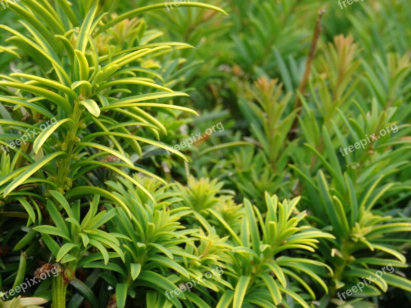 Leaf Leaves Background Nature Bush