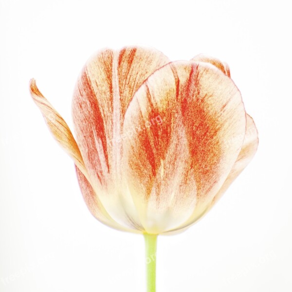 Plant Flower Tulip High Key Free Photos