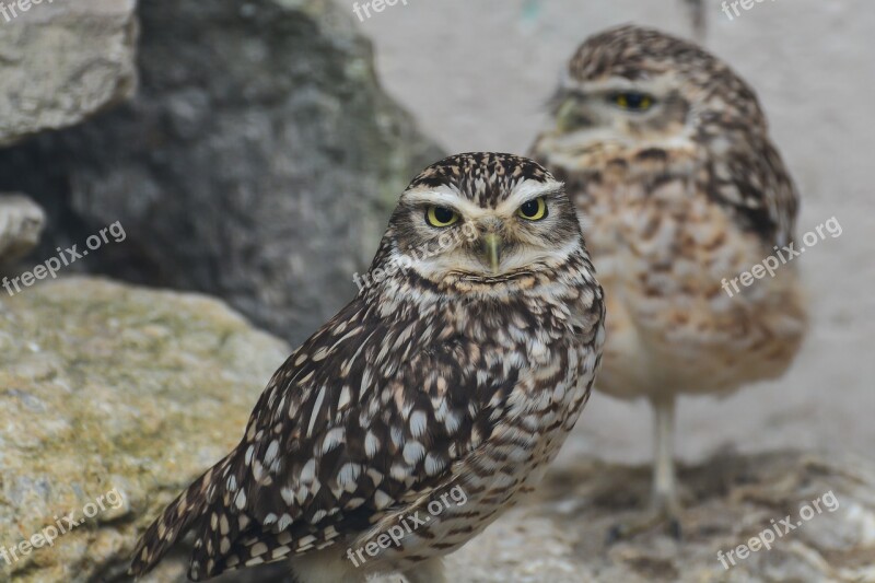 Owl Little Owl Bird Animal Wild