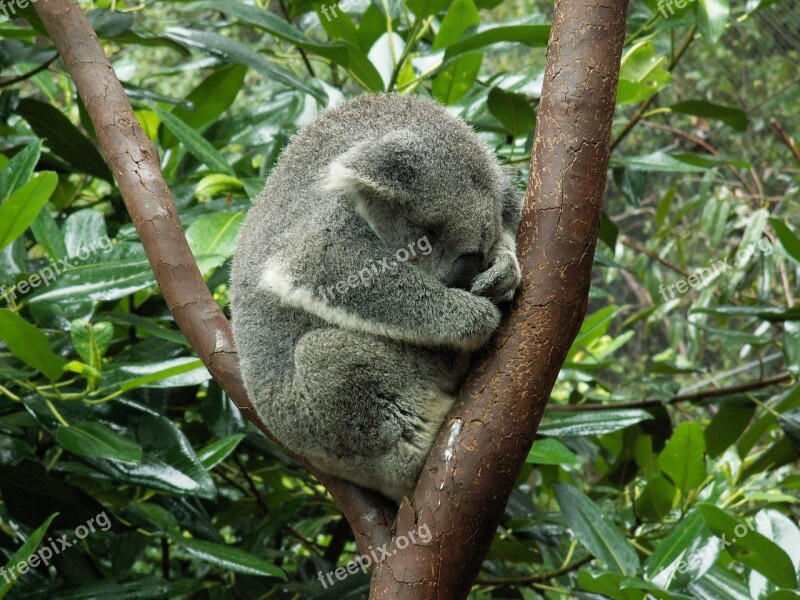 Koala Koala Bear Australia Animal Sleep