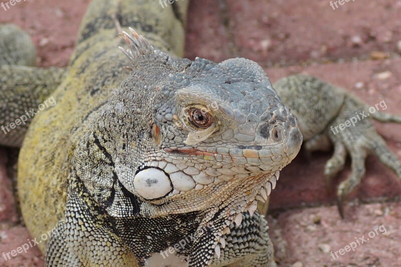 Lizard Reptile Animal Close Up Dragon