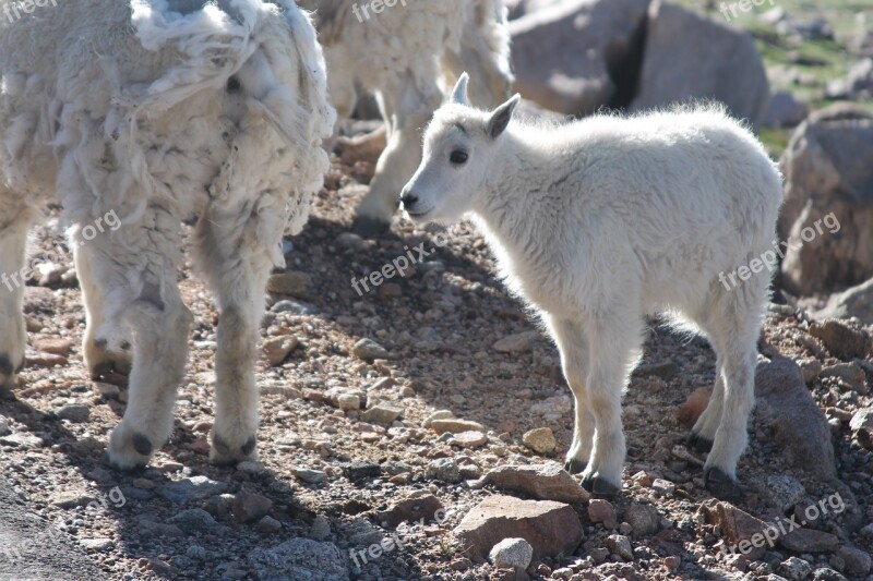 Longhorn Sheep Baby Sheep Animals Babies