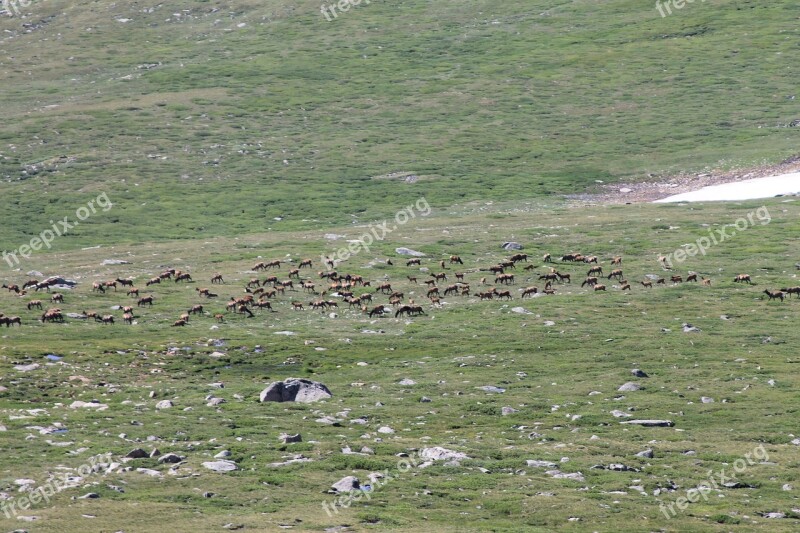 Elk Herd Wildlife Nature Wild