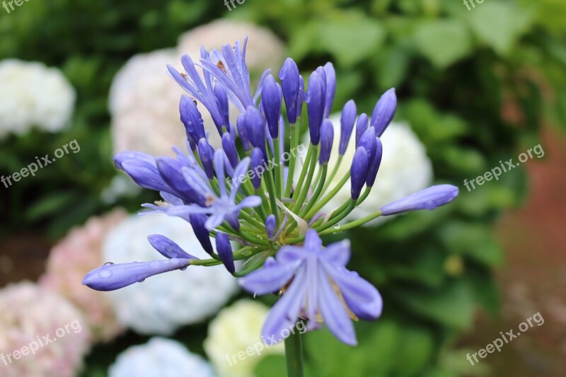 Comanche Azores Sao Miguel Nature Macro