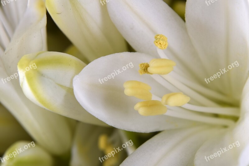 Flower Stamp Stamens Blossom Bloom