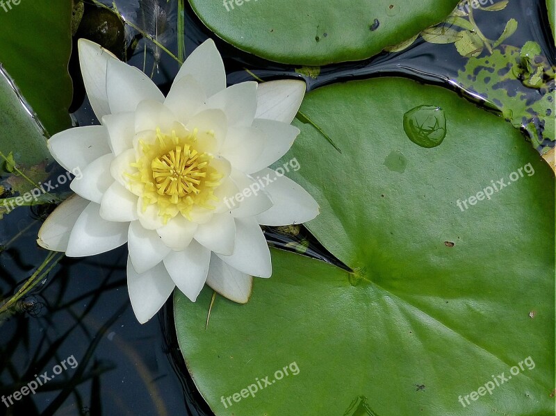 Water Lily Water Flower Lily Pad Free Photos