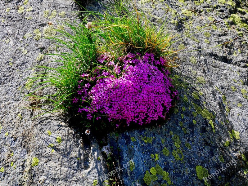 Flower Plant Nature Blossom Bloom