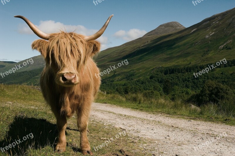 Highland Cow Cattle Mammal Nature