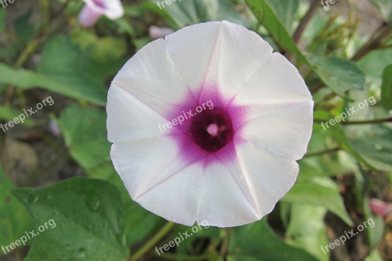 Morning Glory Flower Purple Blossom Floral