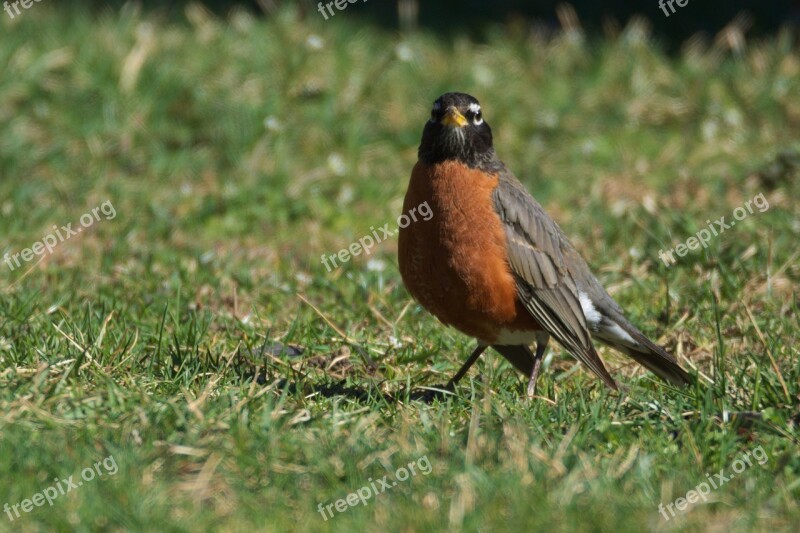 Robin Bird Birding Free Photos