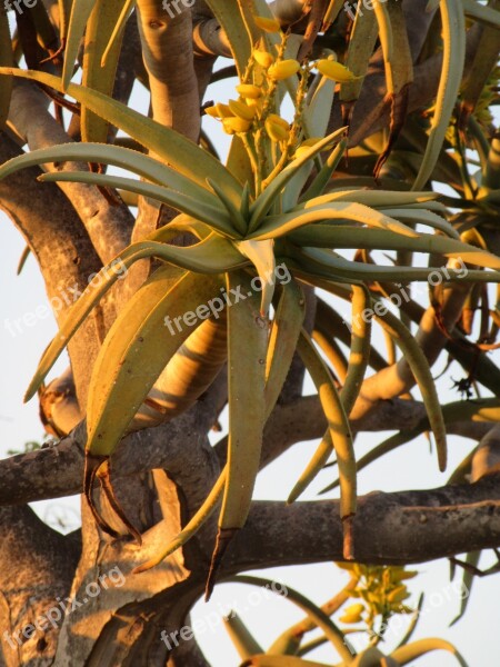 Quiver Tree Sundown Flower Yellow