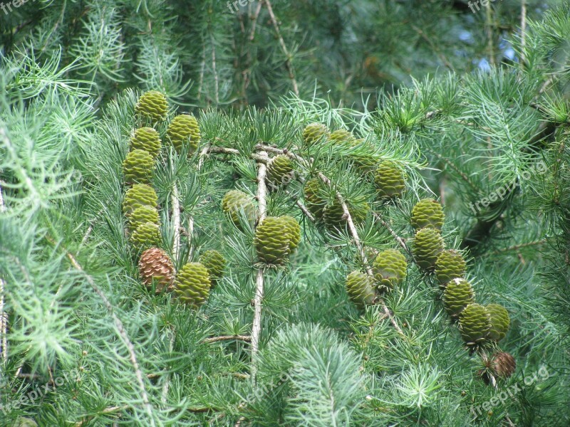 Forest Coniferous Trees Trees Tree Branch