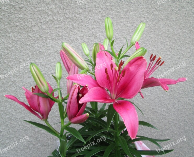 Pink Purple Flower Flowers Plant