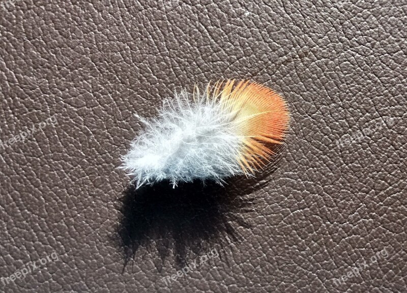 Bird Feather Rainbow Lorikeet Nature Fauna Australia