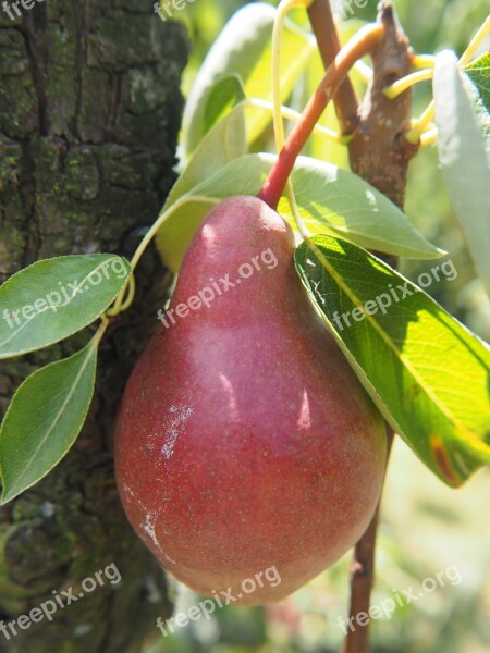 Pear Fruit Garden Fruits Ripe