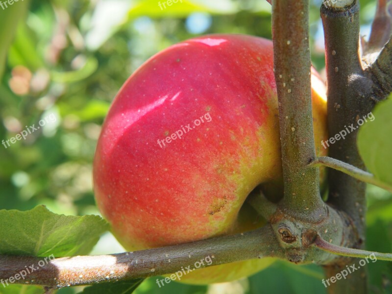 Apple Tree Red Apple Tree Fruit