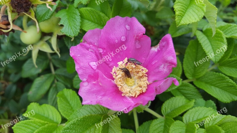 Flowers Bee Flowers And Bees Harvest Labor