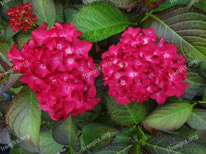 Hydrangea Red Perennial Free Photos