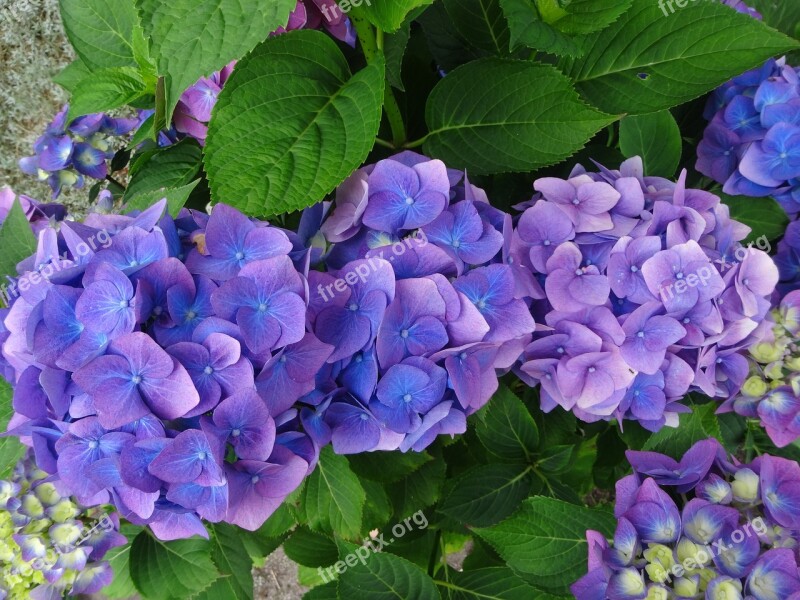 Hydrangea Blue Purple Perennial Free Photos