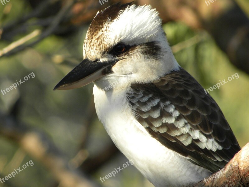 Laughing Kookaburra Dacelo Novaeguineae Birds Australian Kookaburra