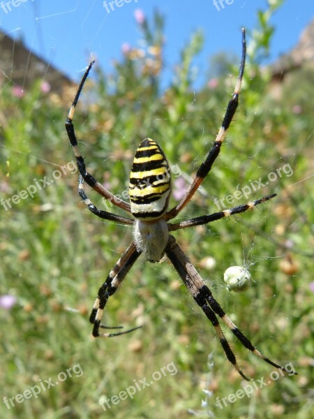 Spider Tiger Web Arachnid Predator Argiope Bruennichi