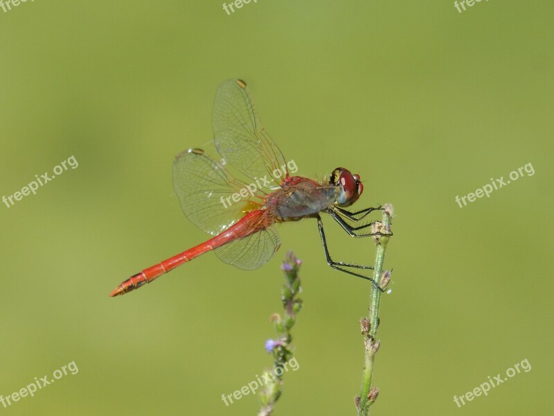 Red Dragonfly Branch Greenery Sympetrum Fonscolombii Winged Insect