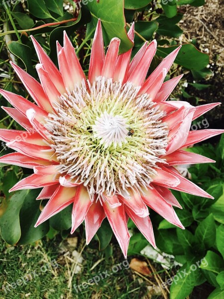 Flower King Protea Protea Botanical Floral