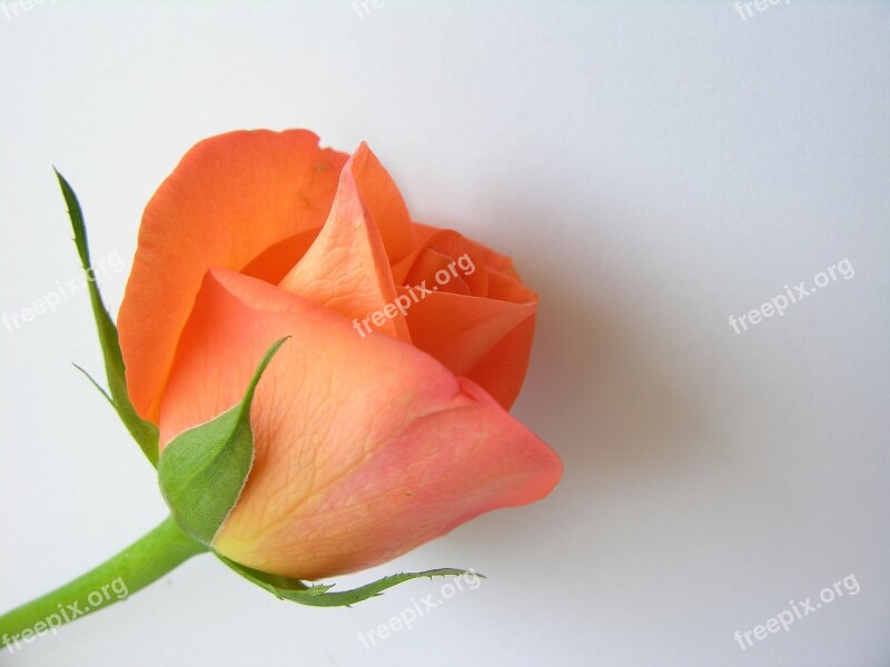 Flower Orange Orange Flower Flowers Isolated Flower Isolated