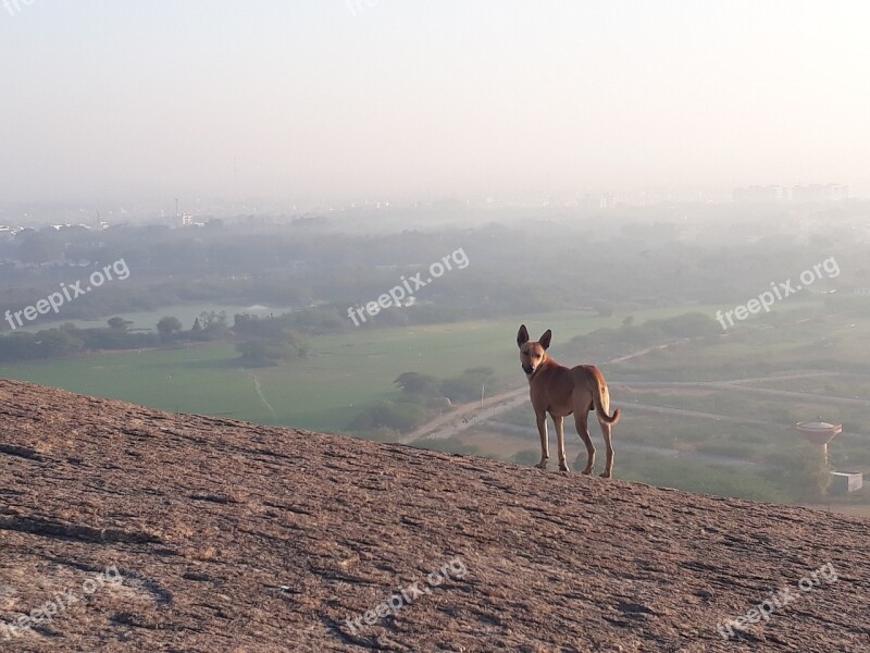 Hilltop Nature Dog Landscape Hill