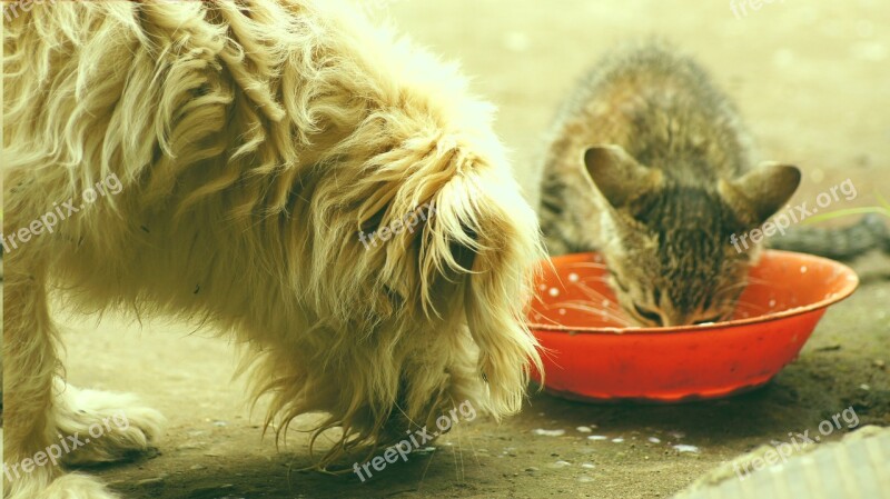 Animals Dog Cat Pets Armenia