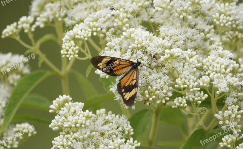 Insects Butterflies Wild Field Armenia Free Photos