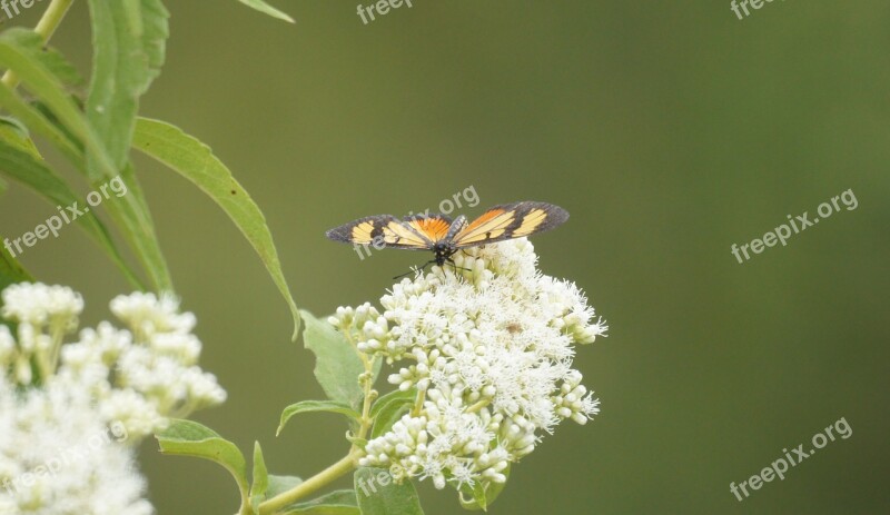 Insects Butterflies Wild Field Armenia Free Photos